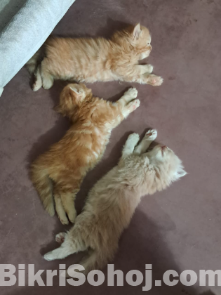 পার্সিয়ান বিড়াল